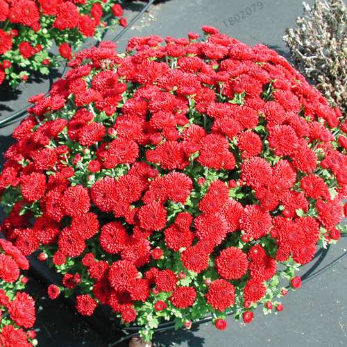 Perennial Daisy Seeds - Hardy Ground Cover Chrysanthemum for Home Garden & Bonsai Planting