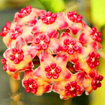 24 Color Hoya Carnosa Seeds - Rare Perennial Bonsai Plant for Home Garden