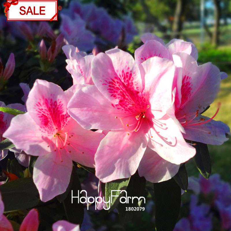 Bonsai Koshiro Azalea Seeds - for Balcony & Potted Flowers | Fast-Growing Sims Azalea