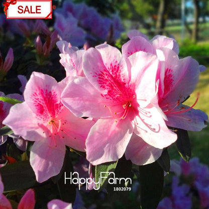 Bonsai Koshiro Azalea Seeds - for Balcony & Potted Flowers | Fast-Growing Sims Azalea