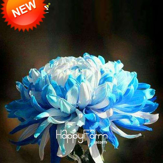 Rare Blue & White Chrysanthemum Seeds - Potted Flower for Home Garden Planting