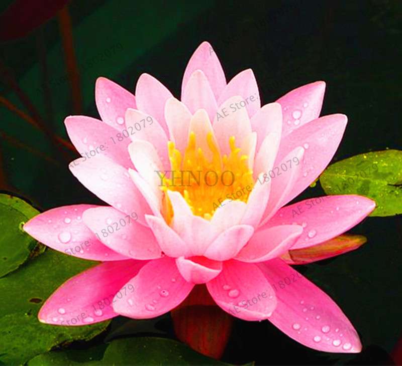 Lotus Flower Seeds - Aquatic Water Lily Plants for Home Garden Planting