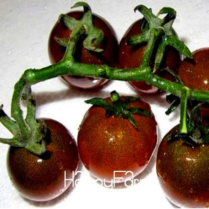 Black Cherry Tomato Seeds - Rare Russian Heirloom, Tasty & Easy to Grow