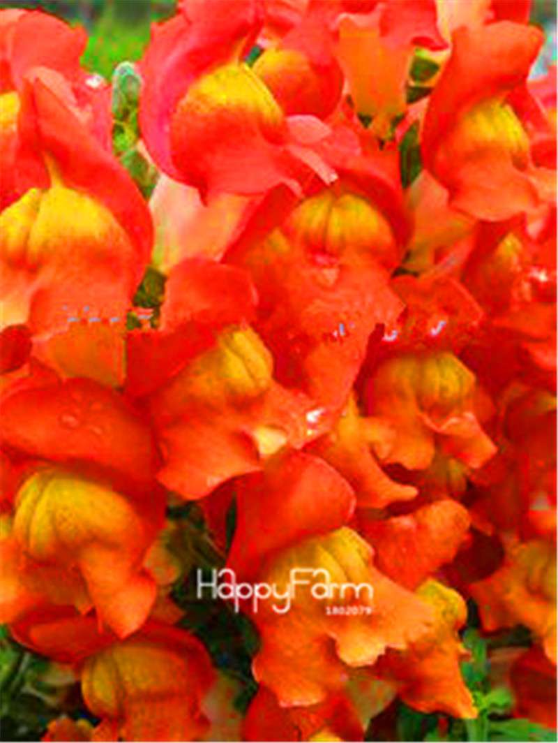 Rare Black Rose Snapdragon Seeds - Exotic Death Flower Plant for Garden