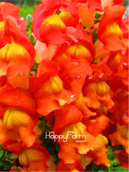 Rare Black Rose Snapdragon Seeds - Exotic Death Flower Plant for Garden