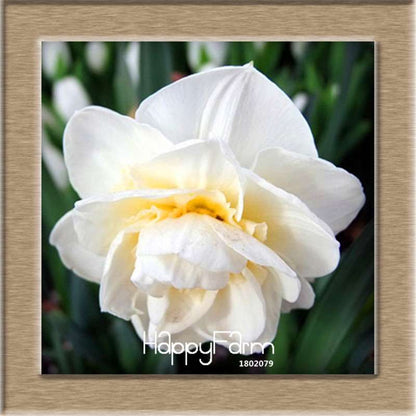 Narcissus Tazetta Seeds - Beautiful Daffodil Balcony Plants, Air-Purifying & Easy to Grow
