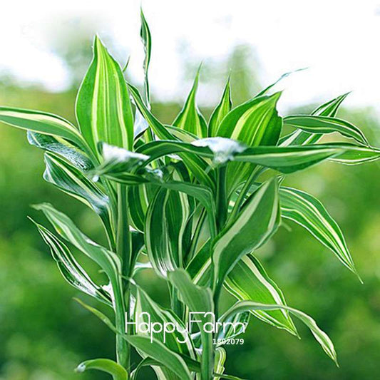Rare Silver Heart Lucky Bamboo Seeds - Air-Purifying, Anti-Radiation Houseplant for Home & Garden