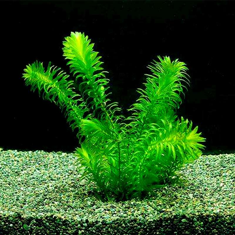 Mixed Aquarium Plants Seeds - Fish Tank Decor, Live Water Grass for Aquatic Plant Lovers