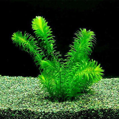 Mixed Aquarium Plants Seeds - Fish Tank Decor, Live Water Grass for Aquatic Plant Lovers