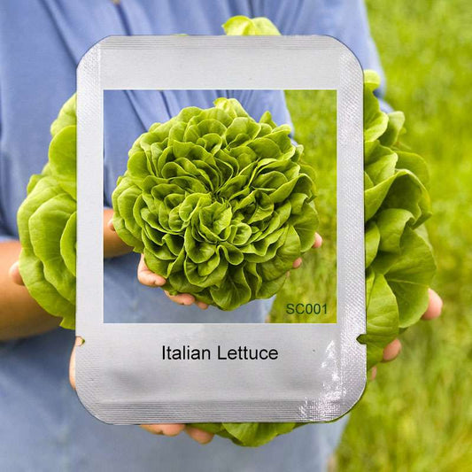 Italian Lettuce Seeds - Easy to Grow, Delicious & Fresh for Salads, Home Garden DIY, Professional Pack