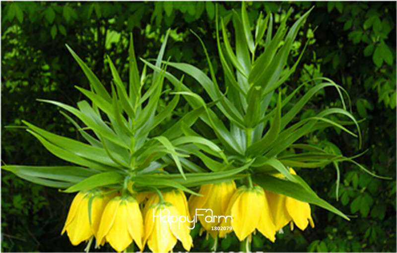 Yellow Imperial Crown Seeds - Easy to Grow, Lush Ground Cover for Home Garden (Imperialis Lutea)