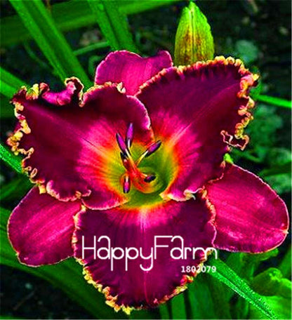 Hybrid Daylily Seeds - Colorful Hemerocallis Lily for Home Garden & Bonsai | Fast-Growing Flower Seeds