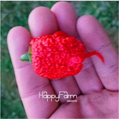 16 Hot Chili Pepper Varieties, Non-GMO Vegetable Seeds for Home Garden & Happy Farm