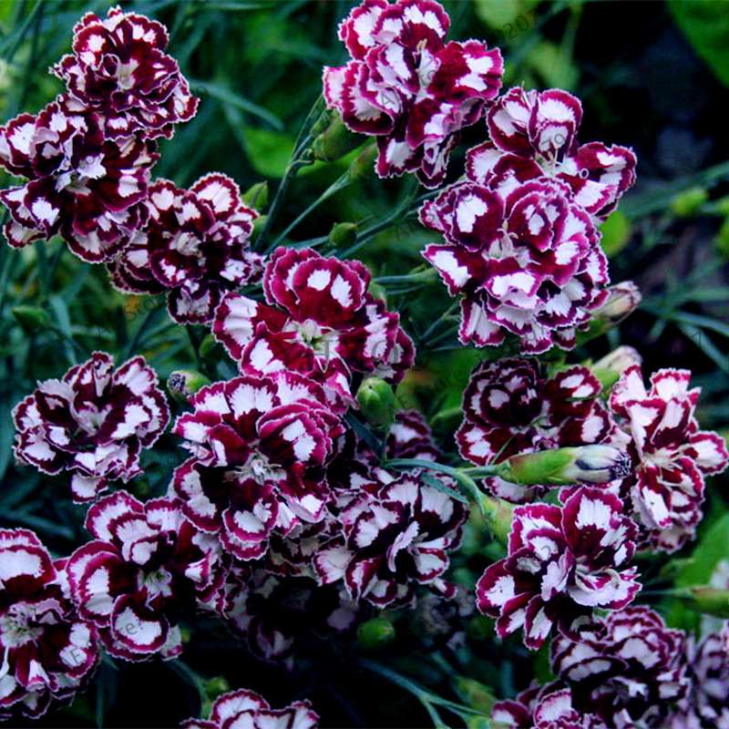 Dianthus Seeds - 24 Vibrant Colors, Easy to Grow, High Germination for DIY Garden Flowers | Fast Shipping