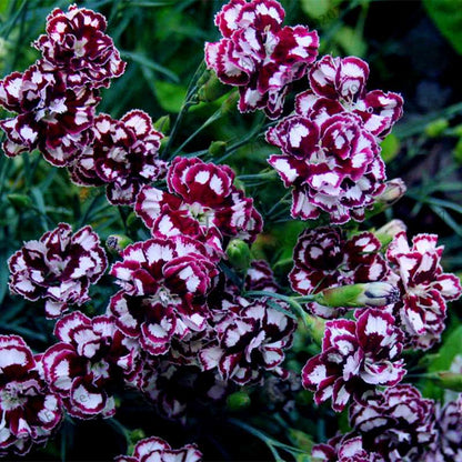 Dianthus Seeds - 24 Vibrant Colors, Easy to Grow, High Germination for DIY Garden Flowers | Fast Shipping