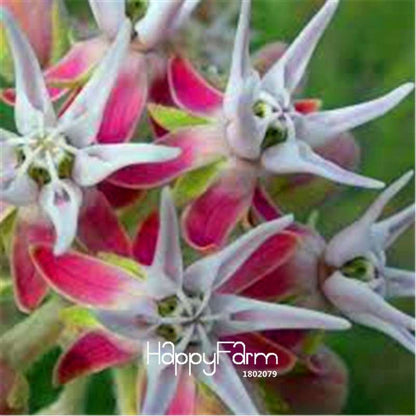 Showy Milkweed Seeds (Asclepias speciosa) - Rare Bonsai Flower Seeds for Home Garden & Landscaping