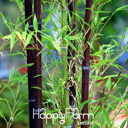 Rare Black Bamboo Seeds for Bonsai - DIY Home Garden Planting, Unique House Decor