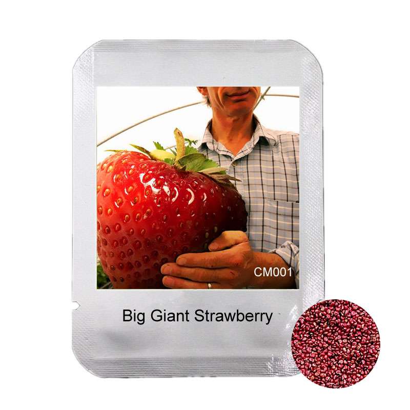 Giant Strawberry Seeds - Rare, Sweet, Extra-Large Fruit Seeds for Planting | Perfect Gift Idea