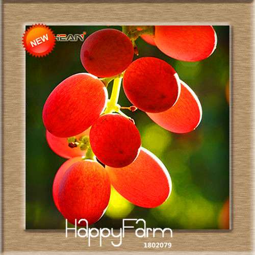 Grape Seeds - 12 Varieties, Sweet Kyoho, Natural Growth for Home Gardening | Premium Fruit Seeds