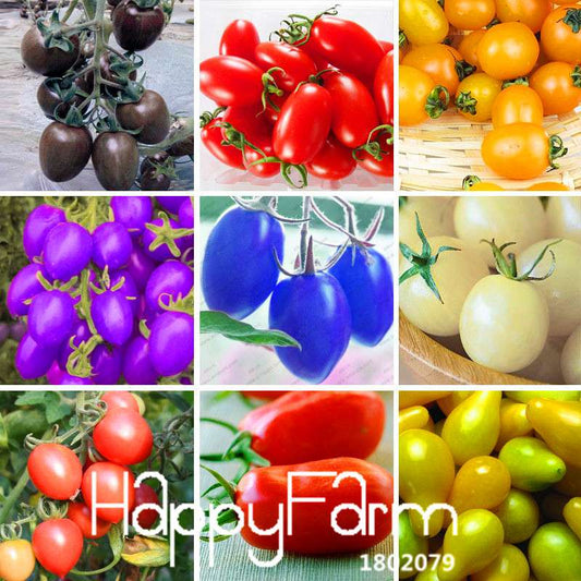 Cherry Tomato Seeds - 9 Varieties for Home Garden, Potted Plants & Bonsai | Non-GMO, High Yield