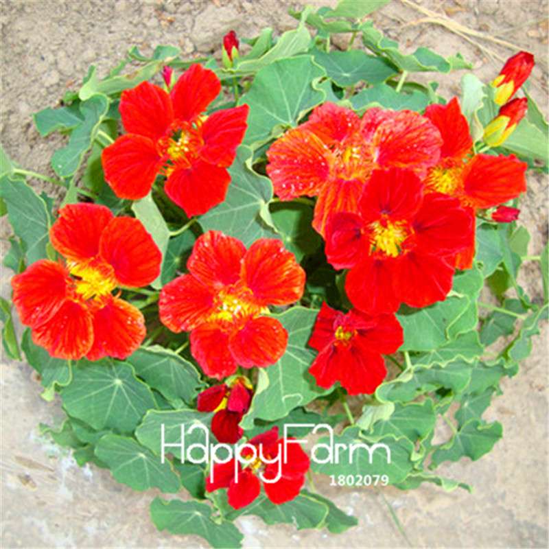 Rare Hanging Nasturtium Seeds - Vibrant Climbing Flowers for Garden & Containers