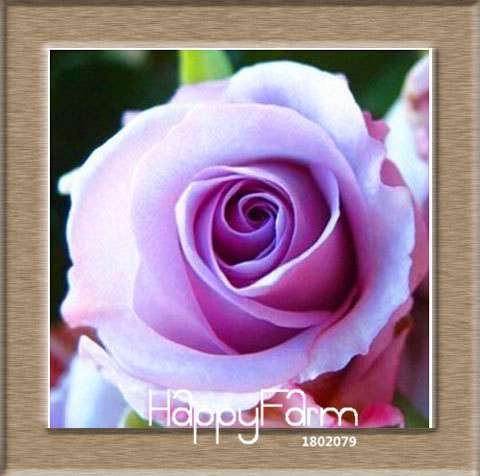 Colorful Rainbow Rose Seeds - 20 Varieties, for Bonsai & Flower Pots | Premium Planting Kit