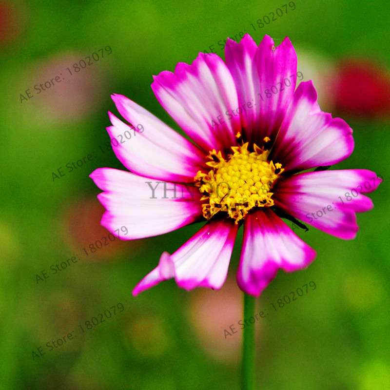Cosmos Flower Seeds - Mixed Bonsai Seeds for DIY Home & Garden Planting - Easy Grow
