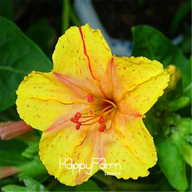 18 Varieties Jasmine Seeds - Fragrant & Ornamental Flowers for Garden Planting, Chinese Charm