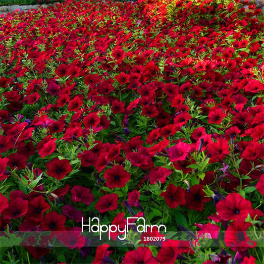 Dark Red Velour Petunia Seeds - Cold Hardy & Heat Tolerant, Vibrant Blooms for Gardens