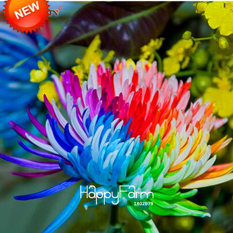Rare Rainbow Chrysanthemum Seeds - Vibrant Color DIY Home Garden Flowers