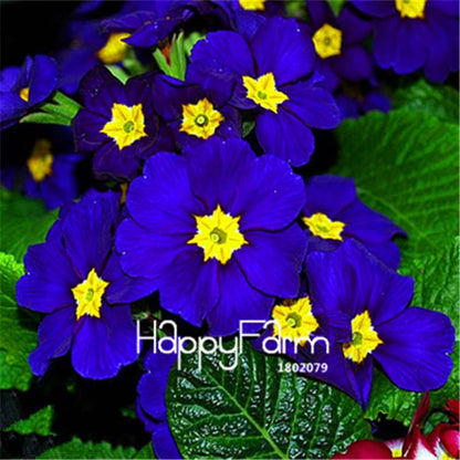 Rare Primrose Seeds (Primula malacoides) - Europe Bonsai Flower Seeds for Home Garden & Outdoor Planting