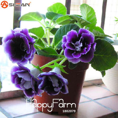 9-Color Gloxinia Seeds - Perennial Bonsai Flowers for Balcony - Vibrant & Easy to Grow