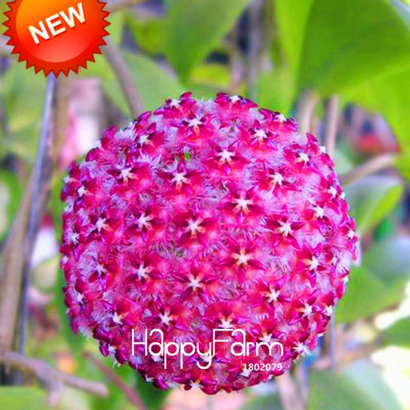 Buy Hoya Carnosa Seeds - Potted Flower Seeds for Home Garden Planting, Perennial Orchid-Like Blooms