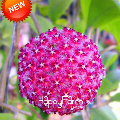 Buy Hoya Carnosa Seeds - Potted Flower Seeds for Home Garden Planting, Perennial Orchid-Like Blooms