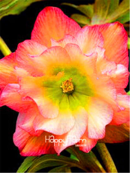 Helleborus Seeds for Bonsai - Grow Exotic Japanese Flowers at Home | DIY Garden Kit