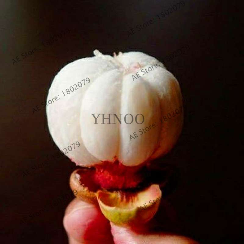 Red Mangosteen Seeds - Tropical Fruit Bonsai, Natural Anticancer Queen, Easy Grow