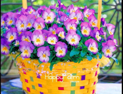 Rare Pansy Seeds (Viola cornuta) - Indoor Bonsai Flower Seeds for Home Garden Planting