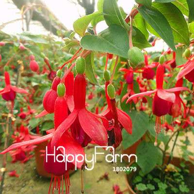 Fuchsia Flower Seeds - Pink Purple Bell Hanging Plants for Pots, Home & Garden