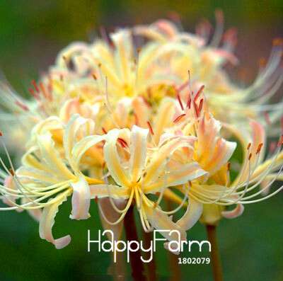 Lycoris Seeds for Planting - Perennial Garden Flowers, Easy-Grow Potted Plant Seeds for Home Gardening
