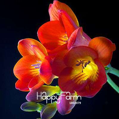 Premium Purple Freesia Seeds - Vibrant Orchid-Like Blooms for Home Garden