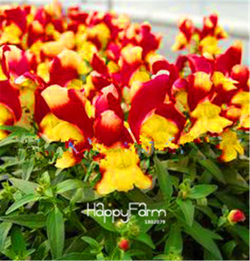 Rare Black Rose Snapdragon Seeds - Exotic Death Flower Plant for Garden