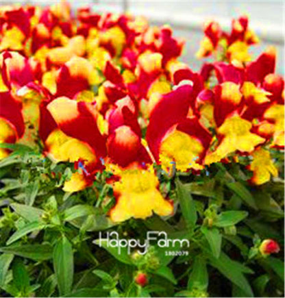 Rare Black Rose Snapdragon Seeds - Exotic Death Flower Plant for Garden