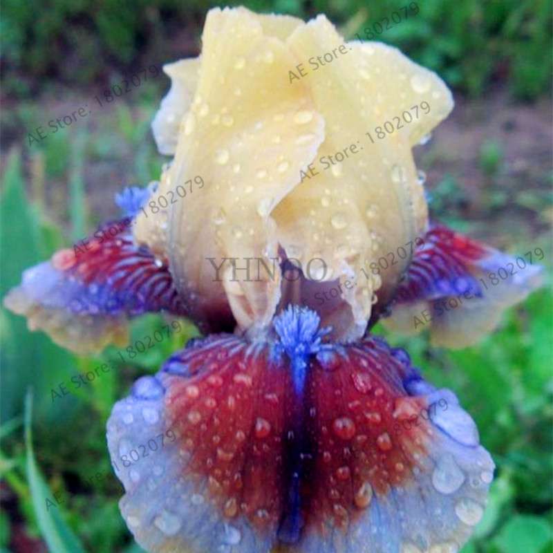 Mixed Color Bearded Iris Seeds - Rare Orchid-Like Flowers for Garden Planting, DIY Home Gardening