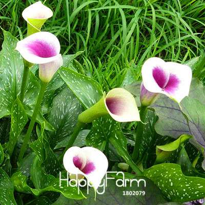 18 Color Rare Calla Lily Seeds - High Germination Rate, Fast US Shipping