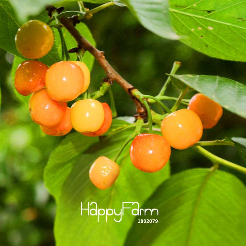 Yellow Cherry Seeds for Planting - Sweet Balcony Garden Fruit Bonsai Tree Kit - Grow Potted Cherry Plants at Home