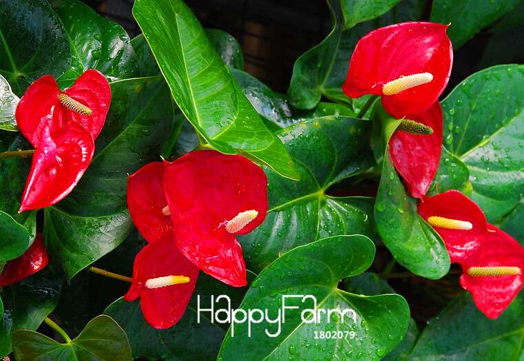 Anthurium & Rubber Tree Seeds - Air Purifying Plants, Formaldehyde Cleaner, Fresh Indoor Gardening