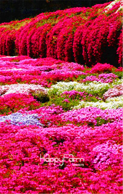 Rock Cress Seeds - Perennial Ground Cover Flowers for Home Garden | Fast-Growing & Low Maintenance