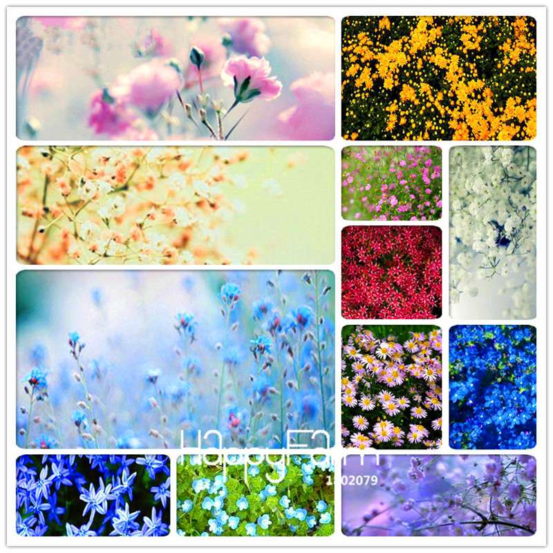 Starry Flower Seeds - Easy-Grow Indoor Potted Plants for Spring & Winter | Fast Shipping