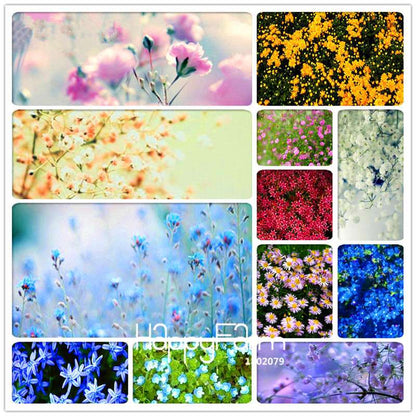 Starry Flower Seeds - Easy-Grow Indoor Potted Plants for Spring & Winter | Fast Shipping