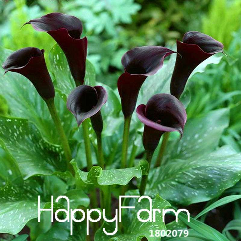 Black Calla Lily Seeds - Red Edge, Potted Bonsai, Patio & Balcony Planting, Fresh Flower Seeds for Home Garden